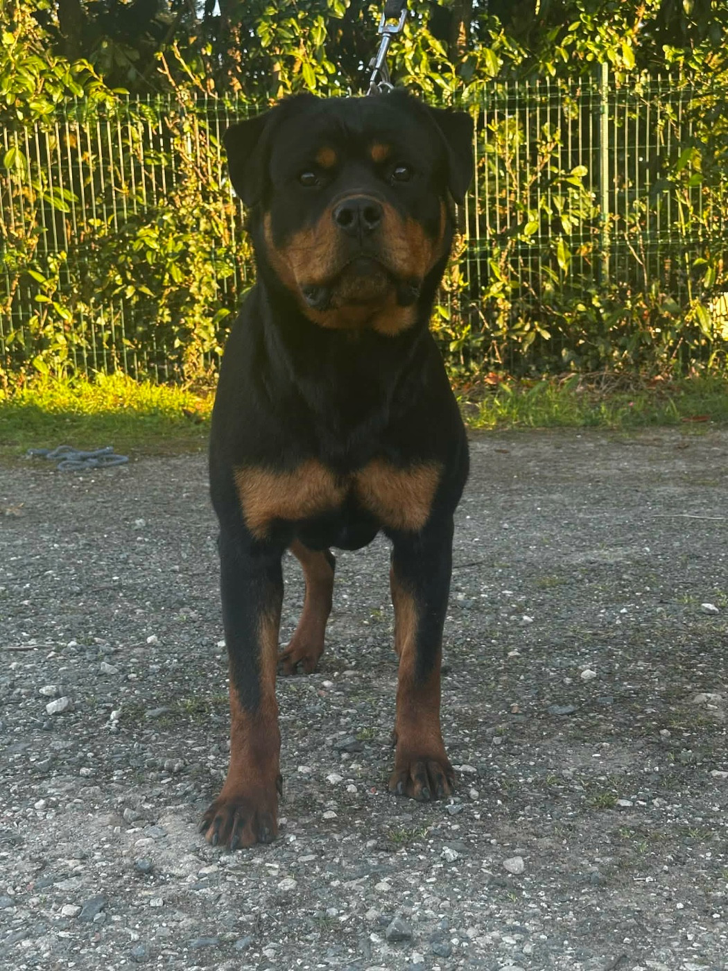 Amara Des Flammes De La Nuit