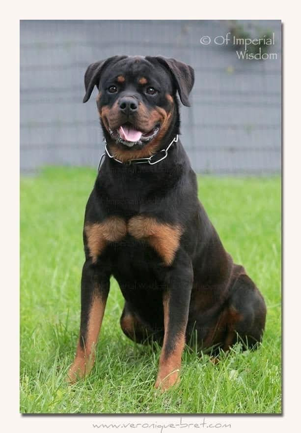 Aska von haus drazic