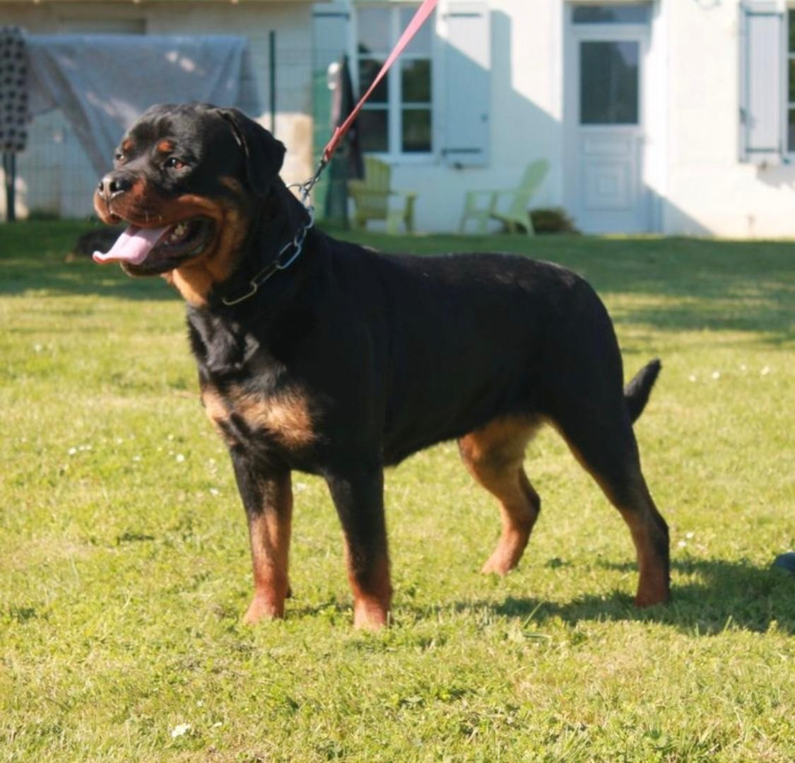 U'Toska Of Impérial Wisdom